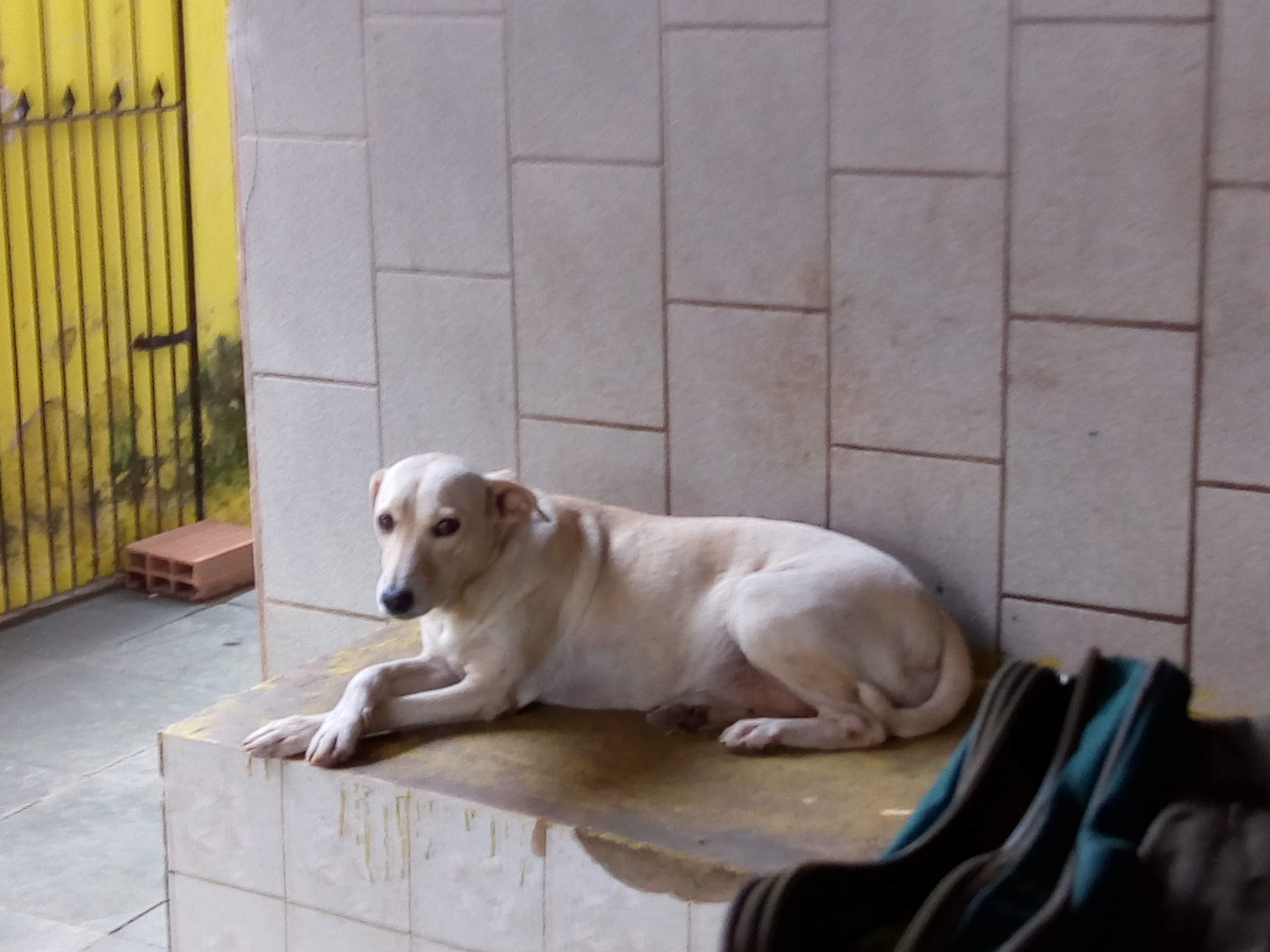 VAMOS AJUDAR OS PETS CÃES DE RUA