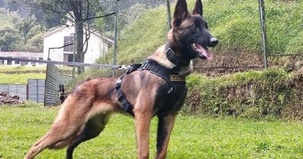 EXÉRCITO COLOMBIANO INTENSIFICA BUSCAS DO CÃO PASTOR BELGA,  RAMBOW, WILSON, O CÃO HERÓI  ESCOTEIRO. https://noticias.uol.com.br/cotidiano/ultimas-noticias/2023/06/24/motorista-mata-agente-de-transito-ao-ter-carro-rebocado-em-sao-luis.htm