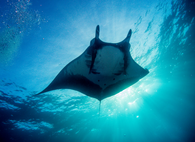 DIA MUNDIAL DO PEIXE MANTA E DIA MUNDIAL DE LIMPEZA DAS PRAIAS.  A data condiz com os dias 17 e 18 de setembro, Dia Mundial da Raia-Manta e Dia Mundial de Limpeza de Praias respectivamente.