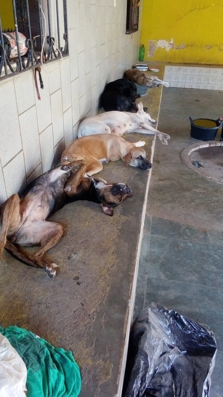 PIX  71988767722 CAMPANHA VAMOS AJUDAR OS PETS CÃES DE RUA